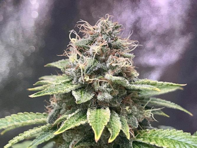 Samy Deluxe Solo. Week 13