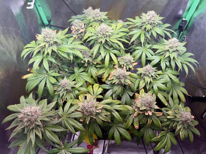Samy Deluxe Solo. Week 13