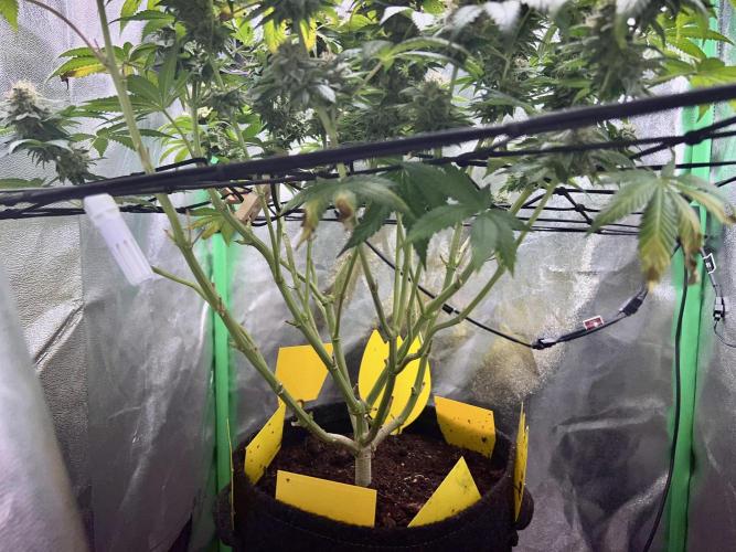 Samy Deluxe Solo. Week 13