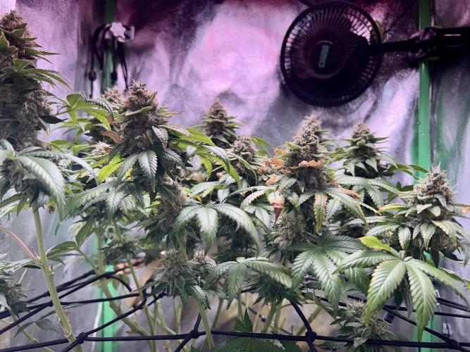 Samy Deluxe Solo. Week 13