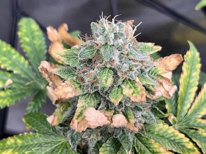 Samy Deluxe Solo. Week 14