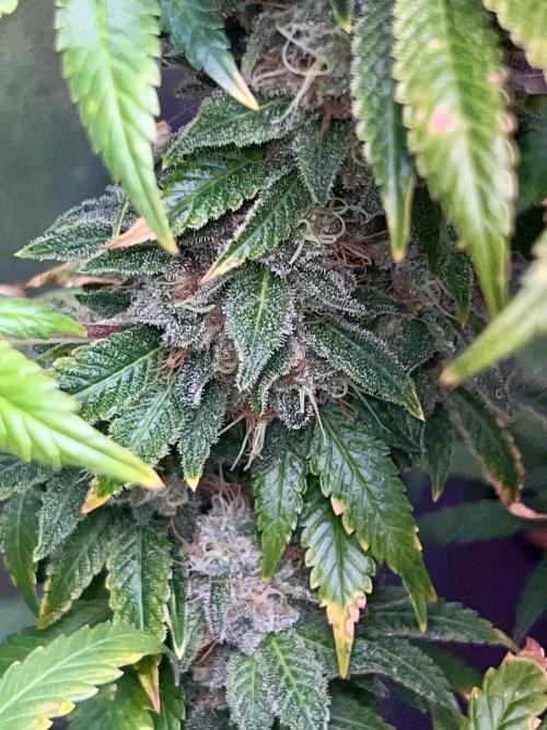 Samy Deluxe Solo. Week 14