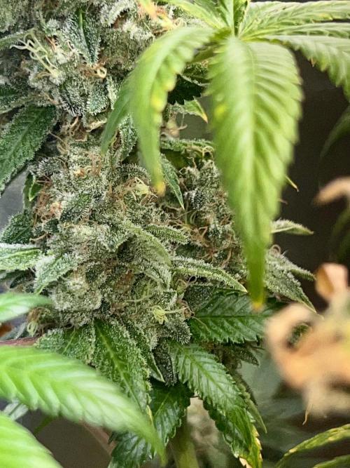Samy Deluxe Solo. Week 14