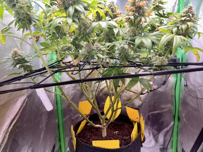 Samy Deluxe Solo. Week 14