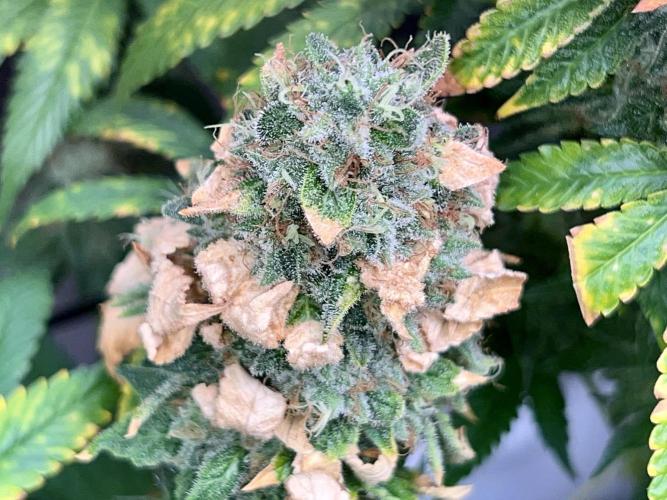 Samy Deluxe Solo. Week 14