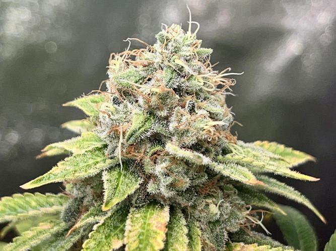 Samy Deluxe Solo. Week 14