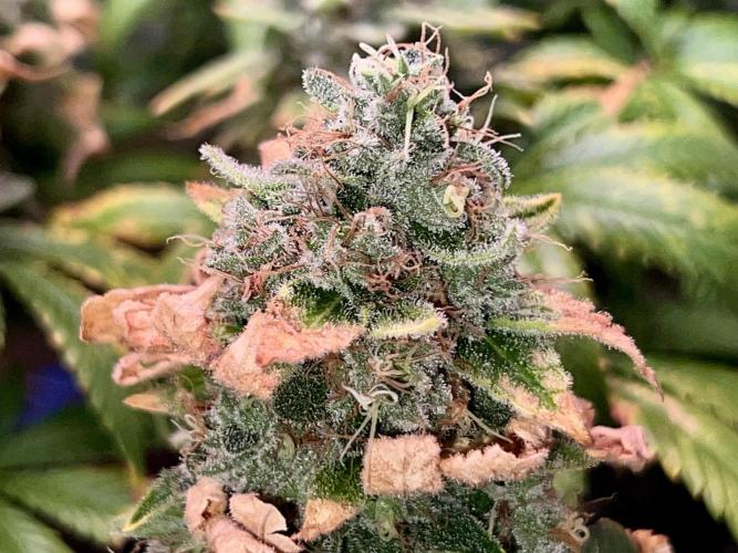 Samy Deluxe Solo. Week 14
