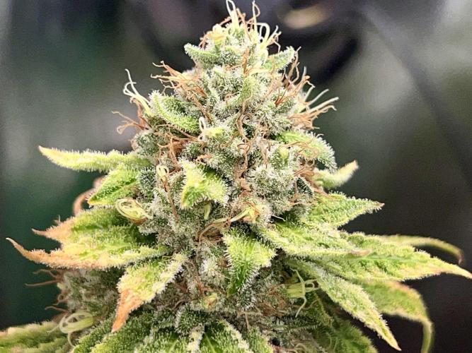 Samy Deluxe Solo. Week 14