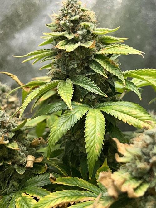 Samy Deluxe Solo. Week 14