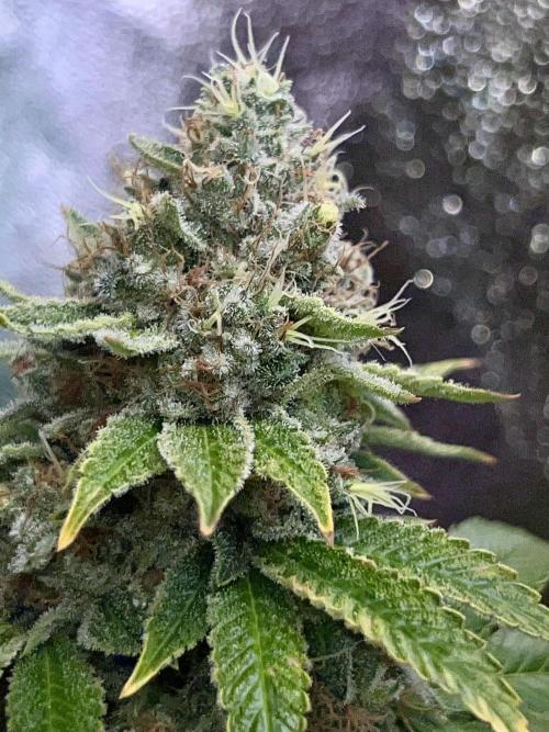 Samy Deluxe Solo. Week 14