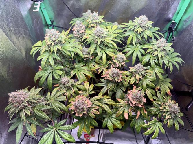 Samy Deluxe Solo. Week 14