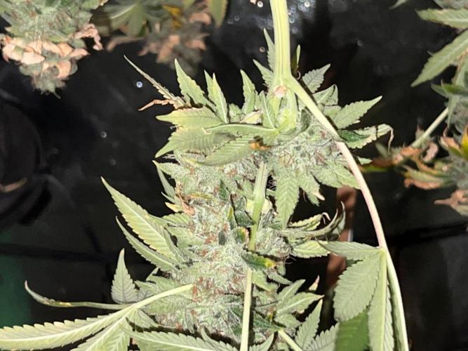 Samy Deluxe Solo. Week 15