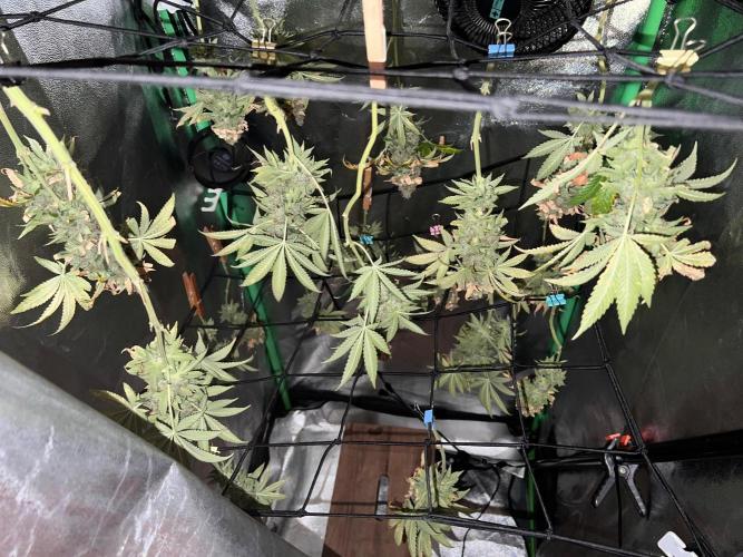 Samy Deluxe Solo. Week 15