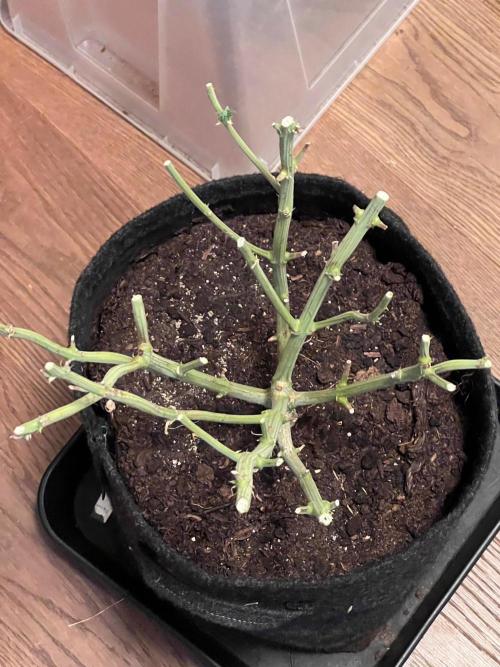 Samy Deluxe Solo. Week 15
