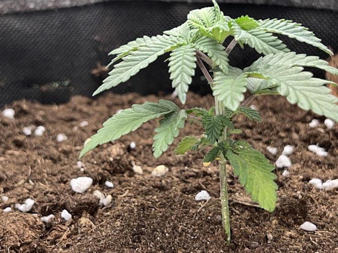 Dynamite Diesel. Week 3