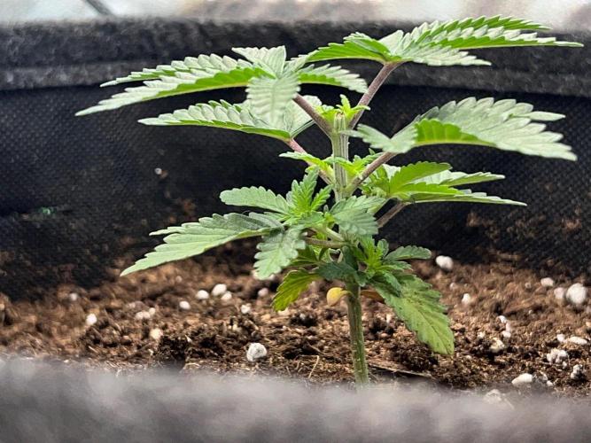 Dynamite Diesel. Week 3