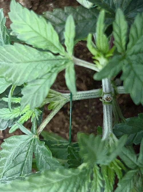 Dynamite Diesel. Week 4