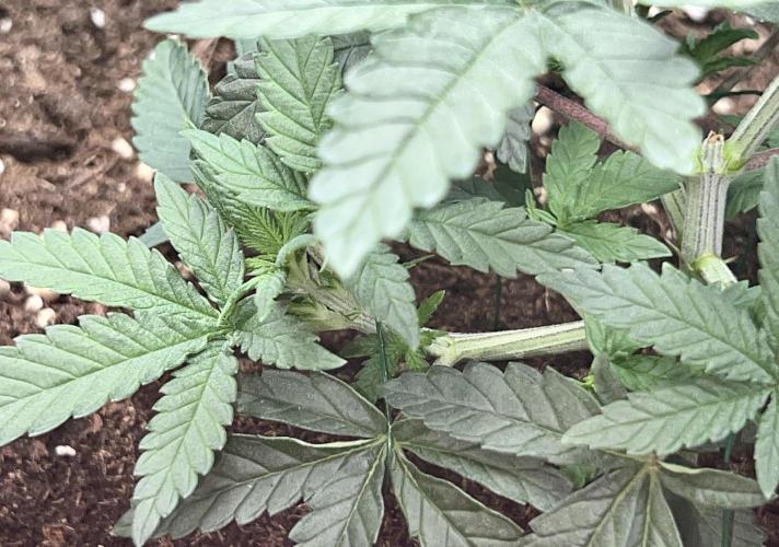 Dynamite Diesel. Week 4