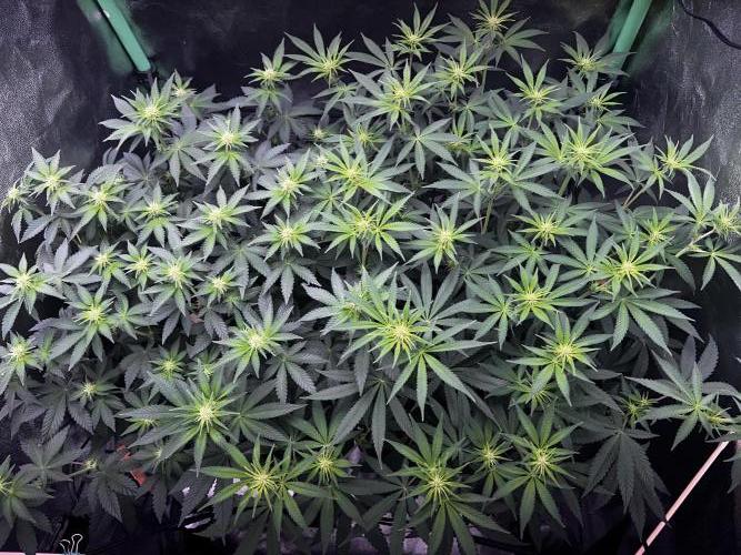 Ryu & Ken - Training Partners. Week 7