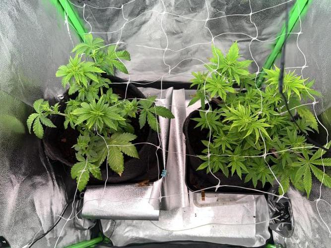 Ryu & Ken - Training Partners. Week 6 - Watered. Lights set to flower mode (more red)