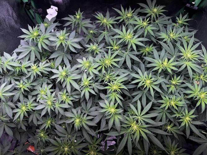 Ryu & Ken - Training Partners. Week 7