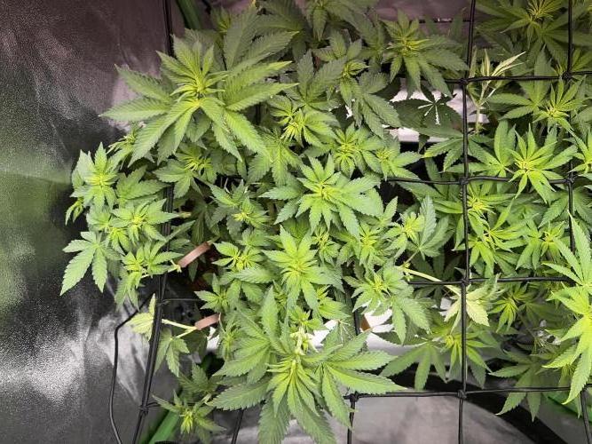 Ryu & Ken - Training Partners. Week 6