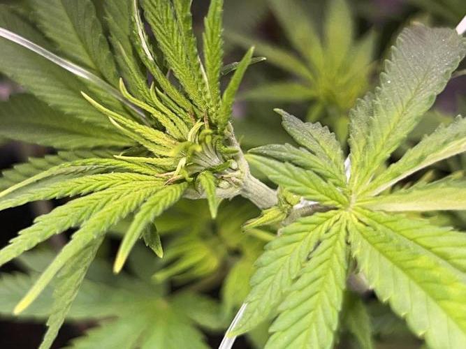 Ryu & Ken - Training Partners. Week 6