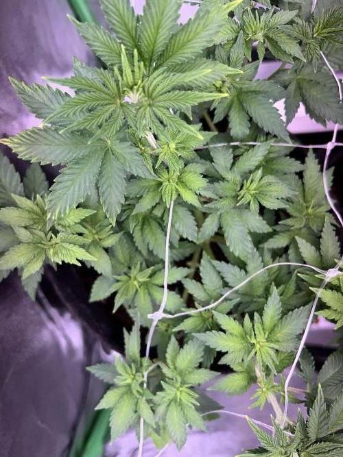 Ryu & Ken - Training Partners. Week 6 - You can still see the age difference a lot. As well as the more recent topping.