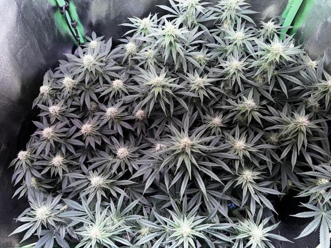 Ryu & Ken - Training Partners. Week 10