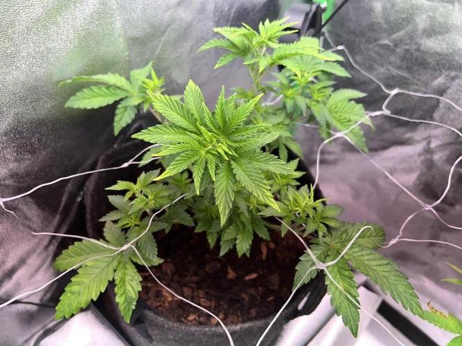 Ryu & Ken - Training Partners. Week 6