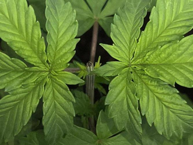 Ryu & Ken - Training Partners. Week 5 - Topping sites recovered nice.