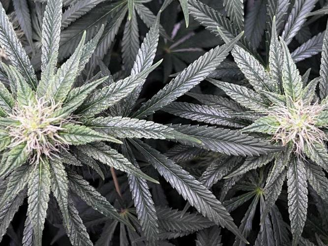 Ryu & Ken - Training Partners. Week 10