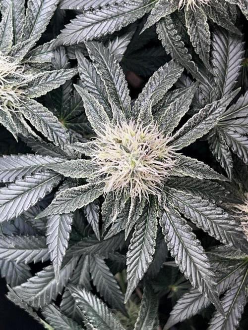 Ryu & Ken - Training Partners. Week 11