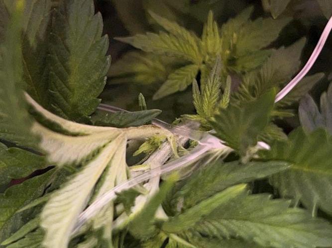 Ryu & Ken - Training Partners. Week 6