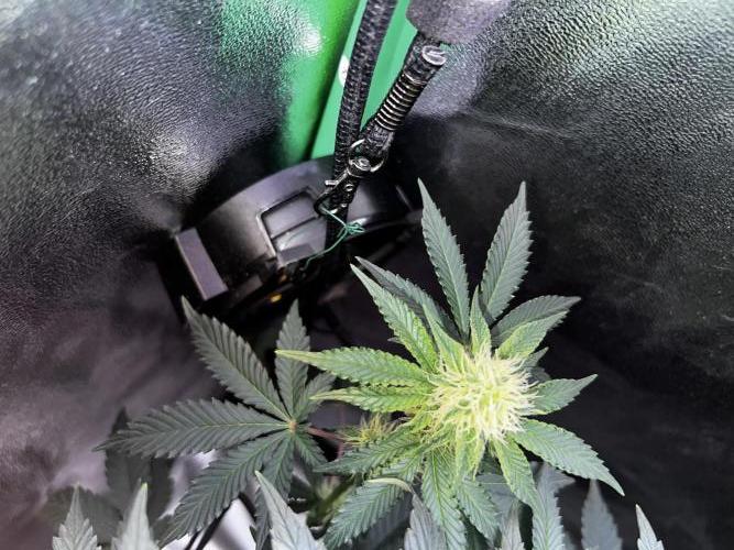 Ryu & Ken - Training Partners. Week 9 - A leaf grew into this fan. This grow is the grow of leaf destruction.