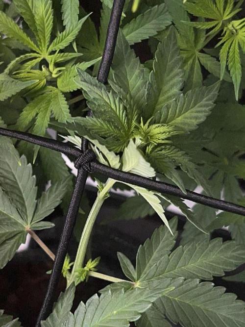 Ryu & Ken - Training Partners. Week 6