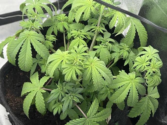 Ryu & Ken - Training Partners. Week 5