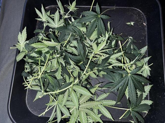 Ryu & Ken - Training Partners. Week 8 - First round of lolliing and defoliating. Not too much to do but hard to reach.