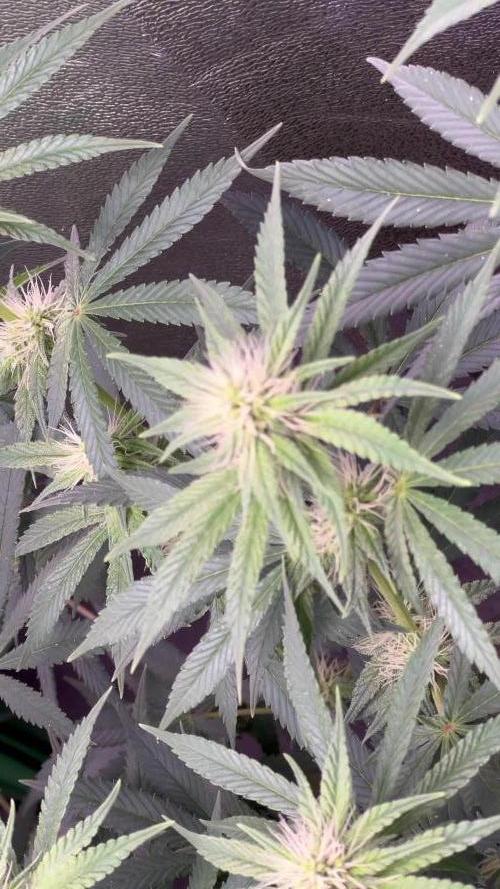 Ryu & Ken - Training Partners