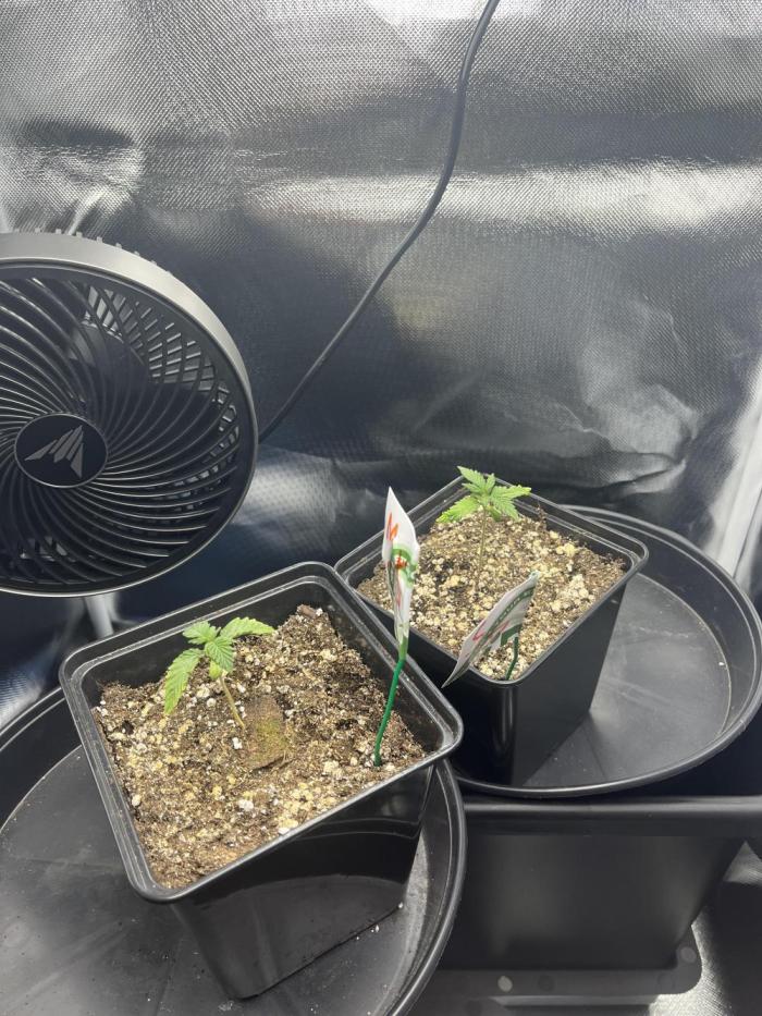 Sour Diesel & Mimose x Orange Punch. Week 0 - 01/01/26 Frohes Neues! 