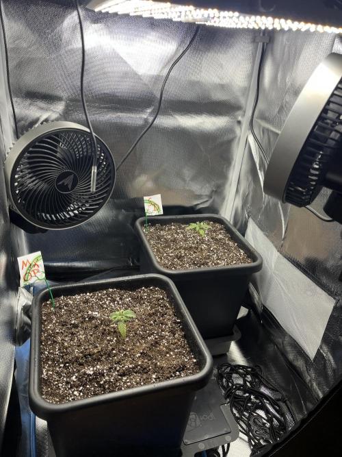 Sour Diesel & Mimose x Orange Punch. Week 1 - 06/01/26