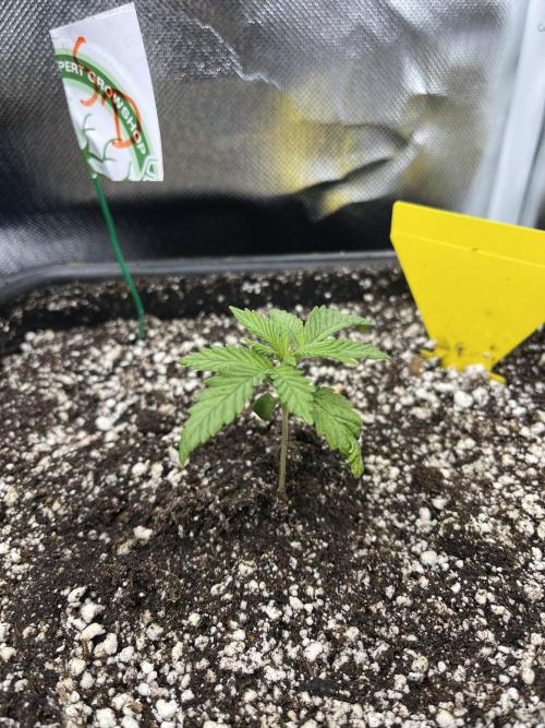 Sour Diesel & Mimose x Orange Punch. Week 1 - 06/01/26
