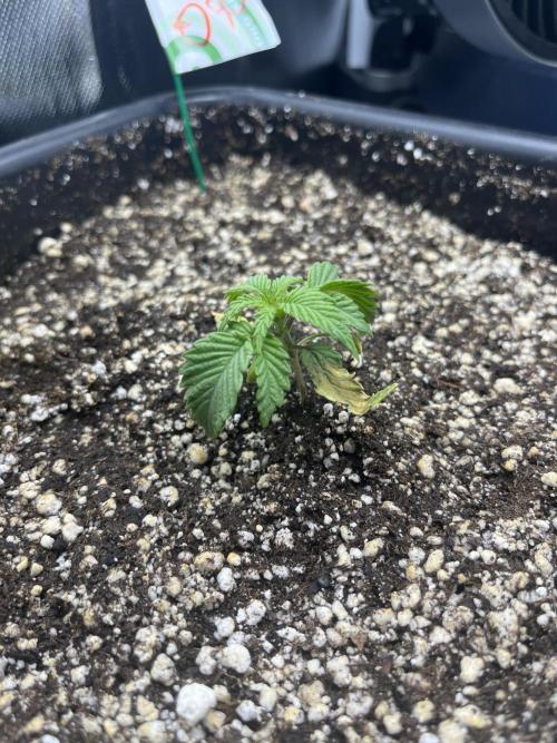 Sour Diesel & Mimose x Orange Punch. Week 1 - 06/01/26

Wirkt etwas mitgenommen. Lassen wir ihr etwas Zeit.
