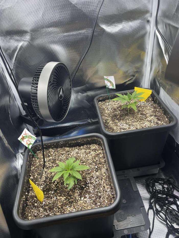 Sour Diesel & Mimose x Orange Punch. Week 2 - 11/01/26
