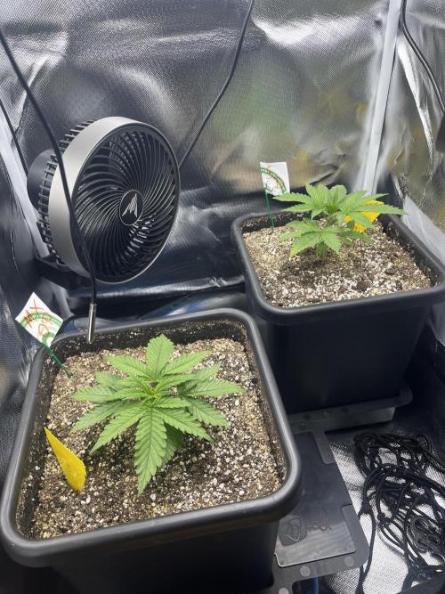 Sour Diesel & Mimosa x Orange Punch. Week 3 - 14/01/26
