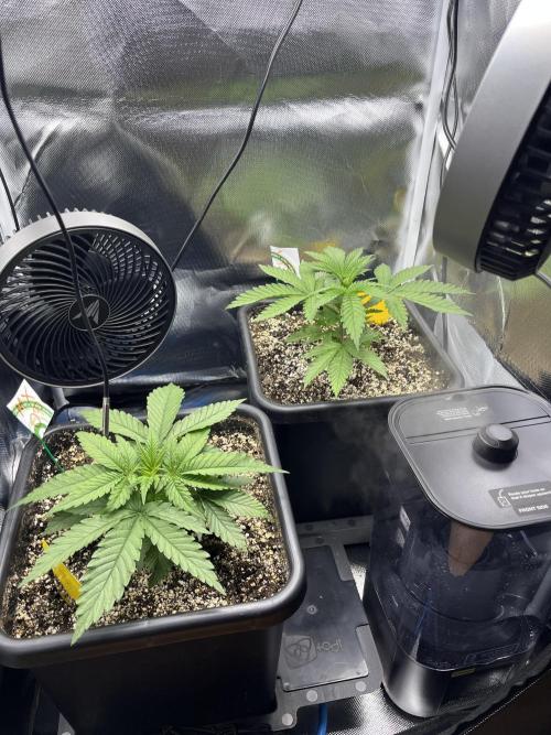 Sour Diesel & Mimosa x Orange Punch. Week 3 - 17/01/26
vor dem Toppen