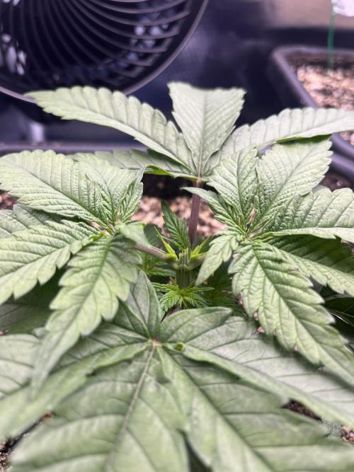 Sour Diesel & Mimosa x Orange Punch. Week 3 - 17/01/26
Mimosa X Orange Punch nach kurz nach der Enthauptung