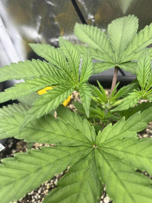 Sour Diesel & Mimosa x Orange Punch. Week 3 - 17/01/26
Sour Diesel kurz nach der Enthauptung