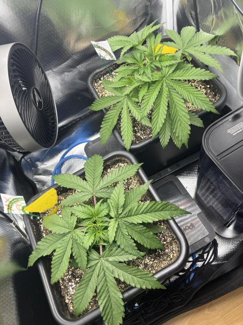 Sour Diesel & Mimosa x Orange Punch. Week 3 - 19/01/26
Das Toppen scheinen sie gut überstanden zu haben :)