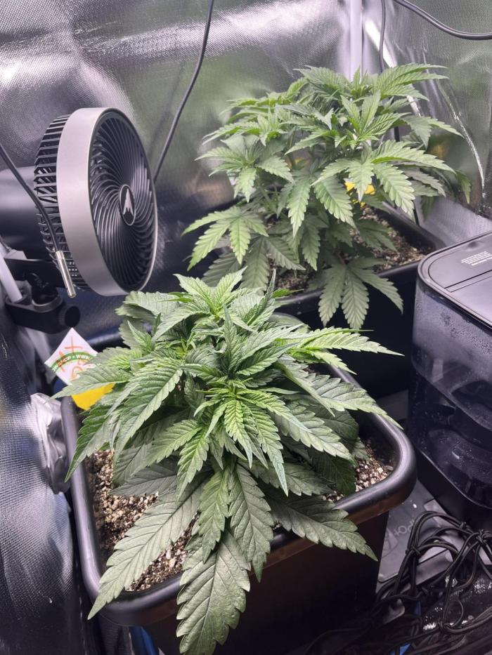 Sour Diesel & Mimosa x Orange Punch. Week 4